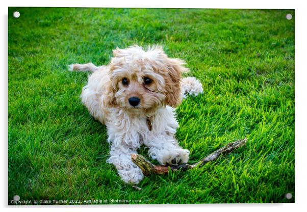 Cavapoo with stick  Acrylic by Claire Turner