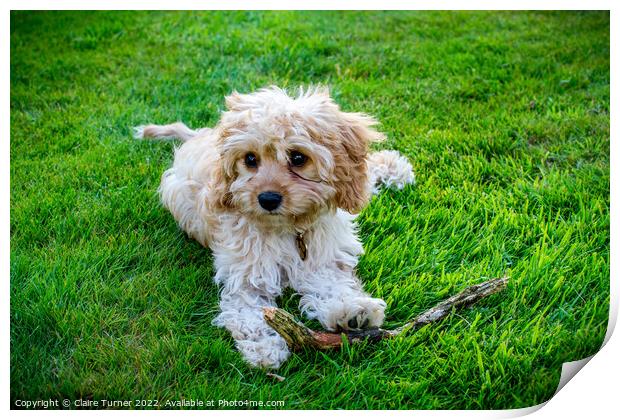 Cavapoo with stick  Print by Claire Turner