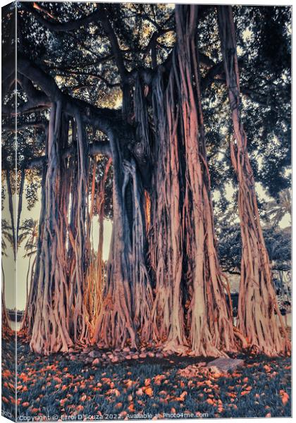 Banyan Tree in Waikiki Beach, Hawaii Canvas Print by Errol D'Souza