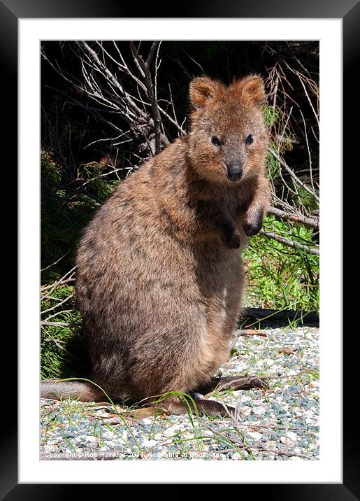 The Quokka Framed Mounted Print by Rob Hawkins