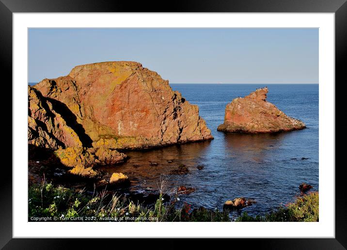 St Abbs Berwickshire Framed Mounted Print by Tom Curtis