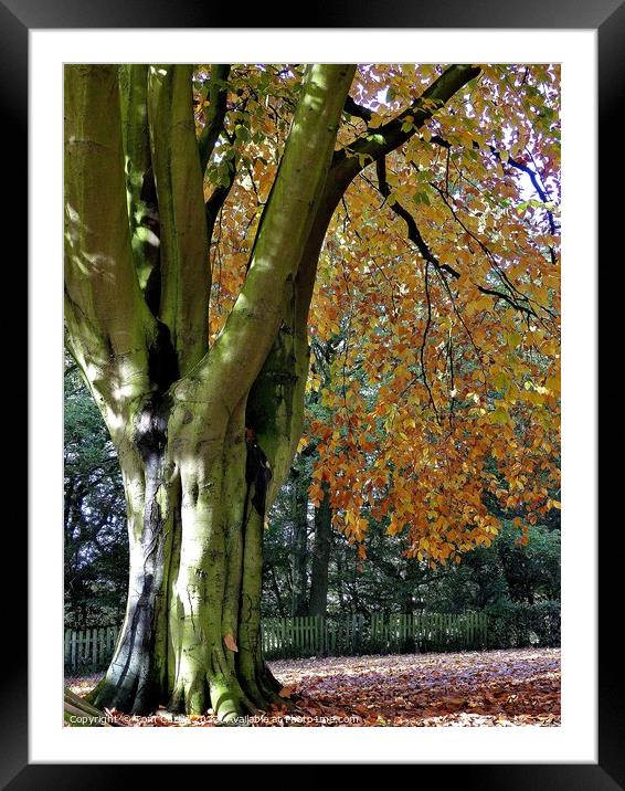 Beech Tree in Autumn Framed Mounted Print by Tom Curtis