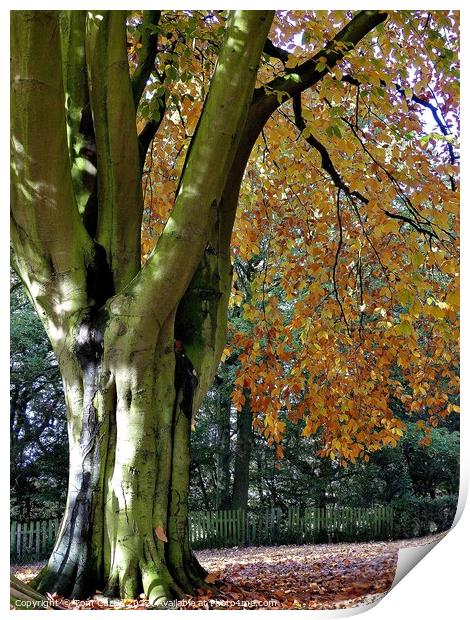 Beech Tree in Autumn Print by Tom Curtis