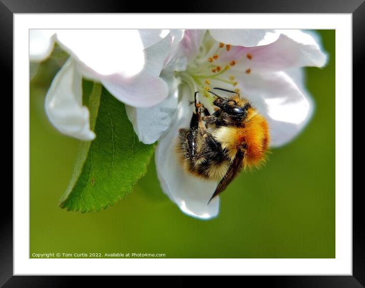 Carder Bee closeup Framed Mounted Print by Tom Curtis