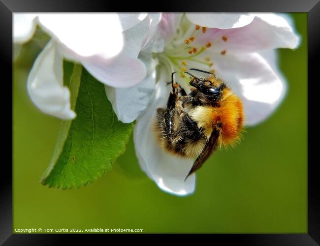 Carder Bee closeup Framed Print by Tom Curtis