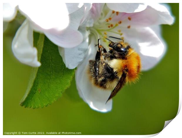 Carder Bee closeup Print by Tom Curtis