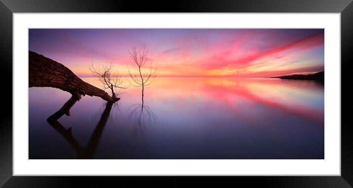 Fallen Tree Framed Mounted Print by Andreas Vitting