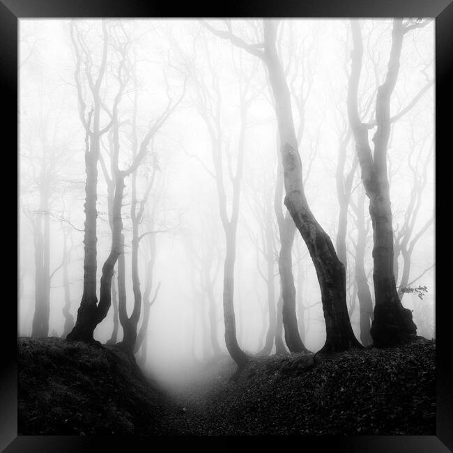Haunted Forest Framed Print by Andreas Vitting