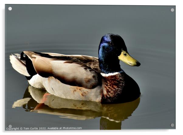 Mallard Duck Male Acrylic by Tom Curtis
