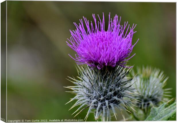 Scotch Thistle Canvas Print by Tom Curtis