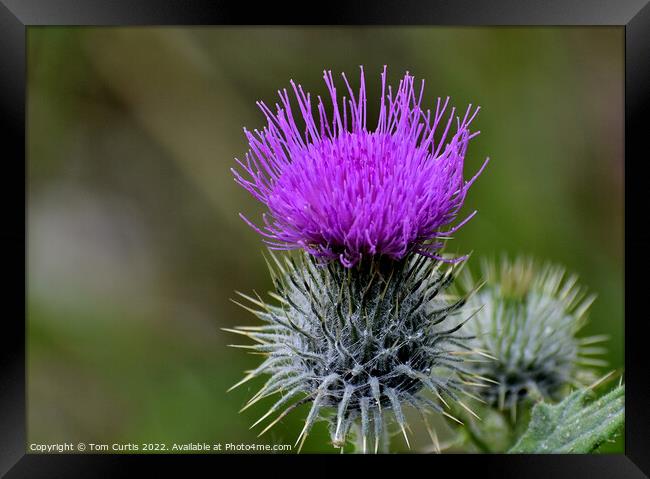 Scotch Thistle Framed Print by Tom Curtis