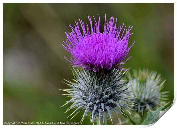 Scotch Thistle Print by Tom Curtis