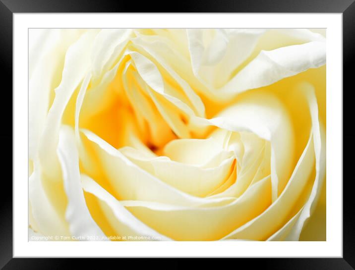White Rose closeup Framed Mounted Print by Tom Curtis