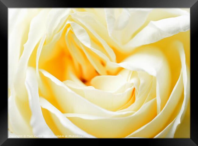 White Rose closeup Framed Print by Tom Curtis