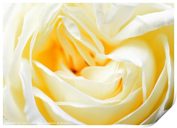 White Rose closeup Print by Tom Curtis