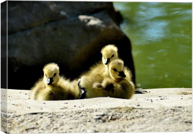 Canada Goose Chicks Canvas Print by Tom Curtis