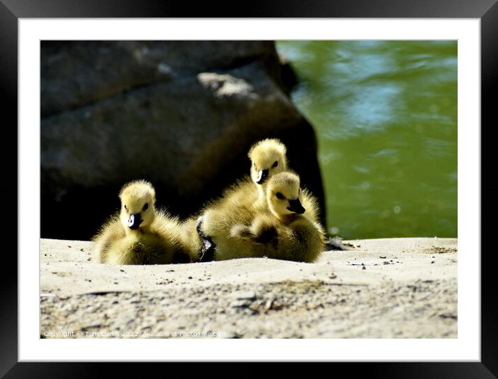 Canada Goose Chicks Framed Mounted Print by Tom Curtis