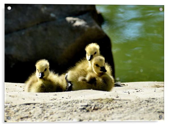 Canada Goose Chicks Acrylic by Tom Curtis