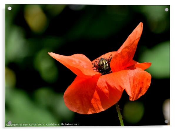 Wild Poppy Closeup Acrylic by Tom Curtis