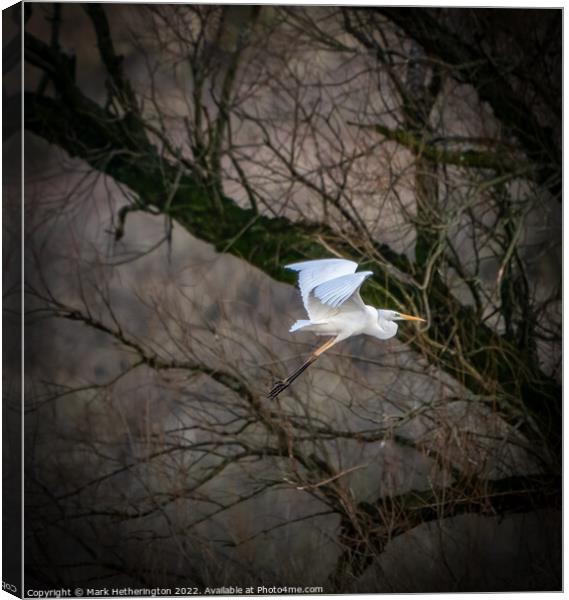 Great Egret at Leighton Moss Nature Reserve Canvas Print by Mark Hetherington