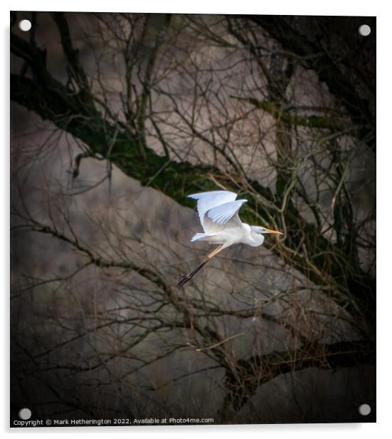 Great Egret at Leighton Moss Nature Reserve Acrylic by Mark Hetherington