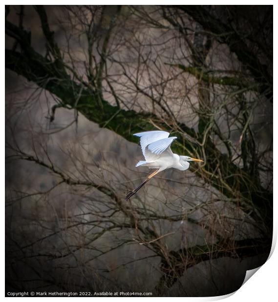 Great Egret at Leighton Moss Nature Reserve Print by Mark Hetherington