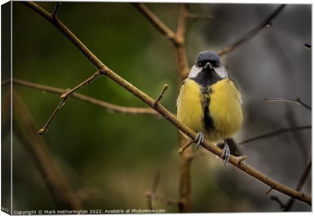 A Great Tit at Leighton Moss Nature Reserve Canvas Print by Mark Hetherington