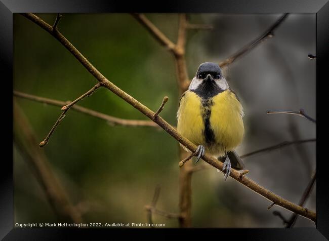 A Great Tit at Leighton Moss Nature Reserve Framed Print by Mark Hetherington