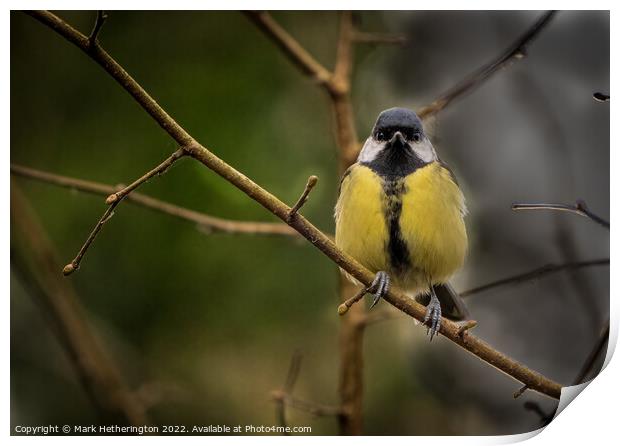A Great Tit at Leighton Moss Nature Reserve Print by Mark Hetherington