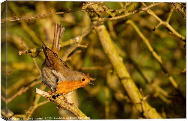 Little robin getting ready to take flight Canvas Print by Chris Palmer