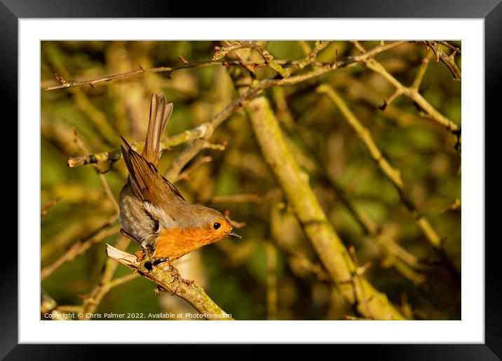 Little robin getting ready to take flight Framed Mounted Print by Chris Palmer