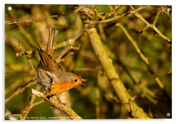 Little robin getting ready to take flight Acrylic by Chris Palmer