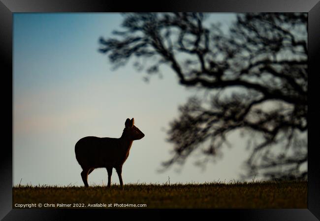 Silhouette of a chinese water deer Framed Print by Chris Palmer