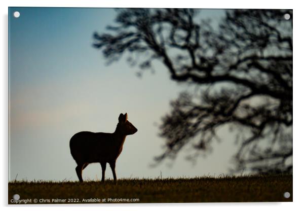 Silhouette of a chinese water deer Acrylic by Chris Palmer