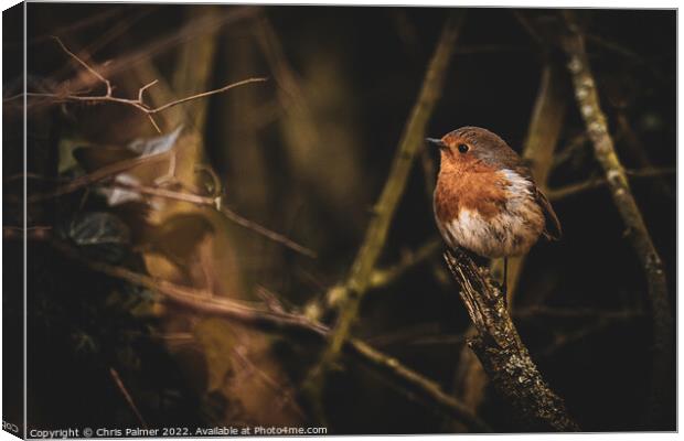 A small robin perched on a tree branch Canvas Print by Chris Palmer