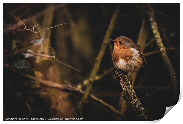 A small robin perched on a tree branch Print by Chris Palmer