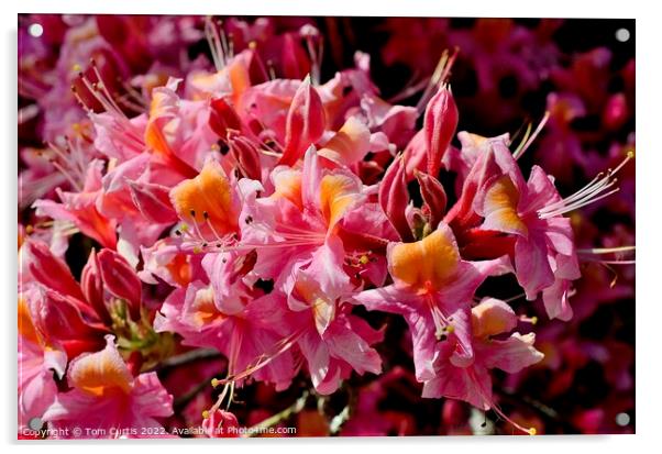 Pink Azaleas closeup Acrylic by Tom Curtis