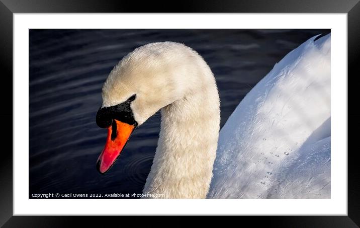 Swan Framed Mounted Print by Cecil Owens