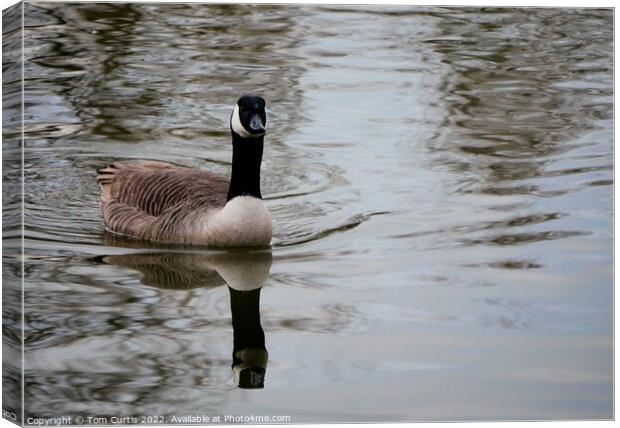 Canada Goose with Reflection Canvas Print by Tom Curtis