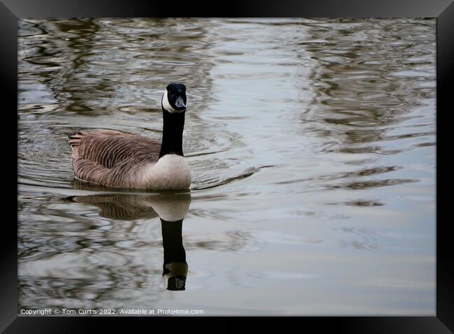 Canada Goose with Reflection Framed Print by Tom Curtis