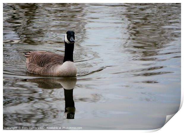 Canada Goose with Reflection Print by Tom Curtis