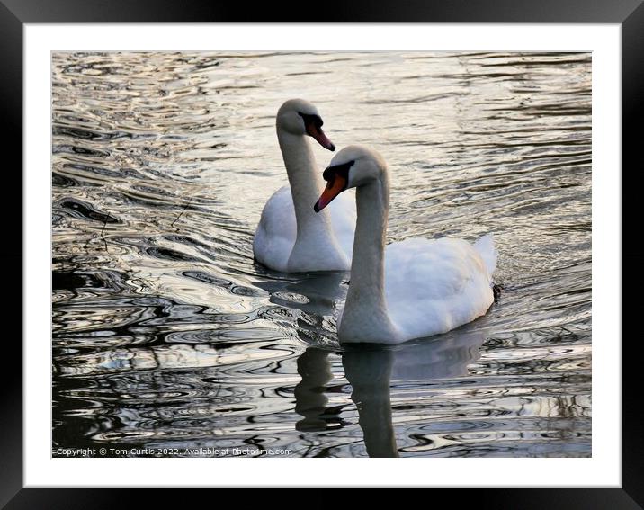 Mute Swans close together Framed Mounted Print by Tom Curtis