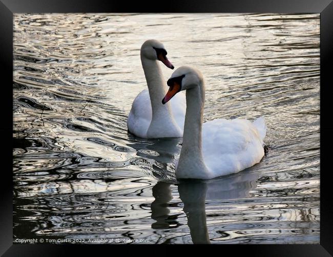 Mute Swans close together Framed Print by Tom Curtis
