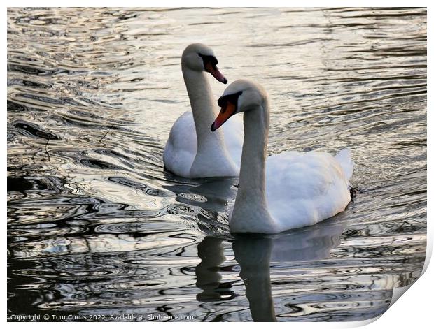 Mute Swans close together Print by Tom Curtis
