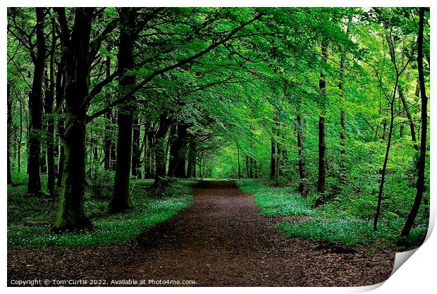 Path through the Wood Print by Tom Curtis