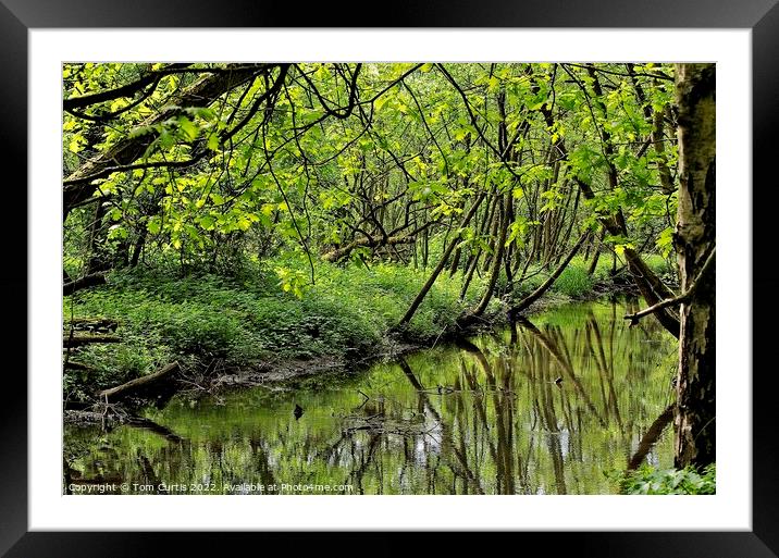 Tree covered Stream Framed Mounted Print by Tom Curtis