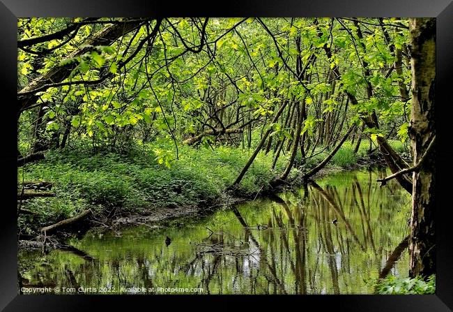 Tree covered Stream Framed Print by Tom Curtis