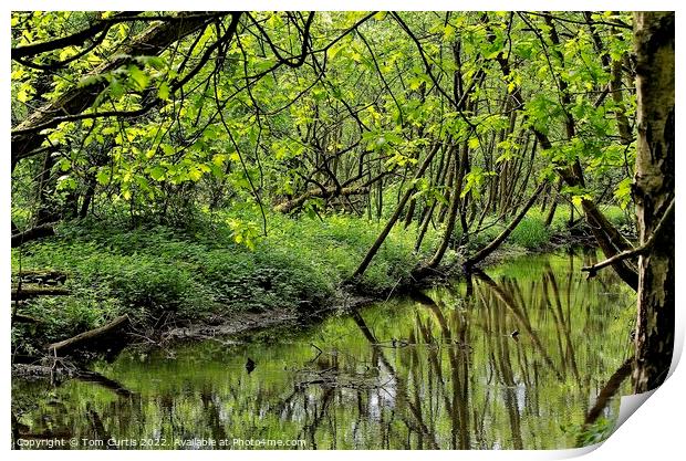 Tree covered Stream Print by Tom Curtis