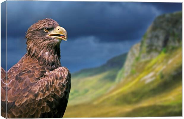 Golden Eagle in the Scottish Highlands Canvas Print by Arterra 