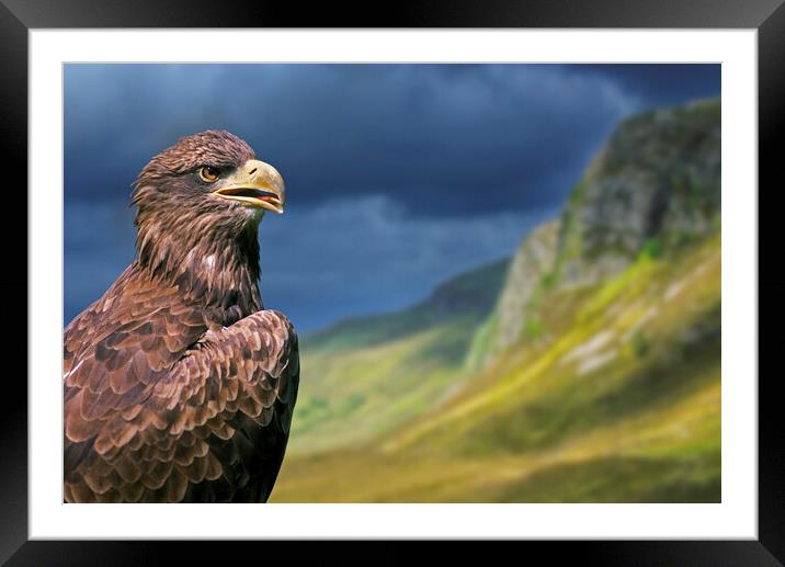 Golden Eagle in the Scottish Highlands Framed Mounted Print by Arterra 